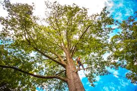 Reliable Pepper Pike, OH  Tree Services Solutions