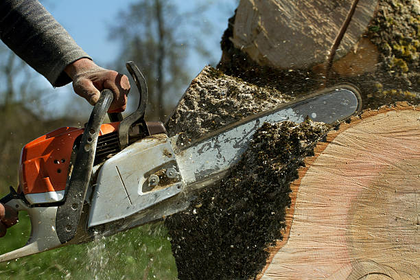 Why Choose Our Tree Removal Services in Pepper Pike, OH?